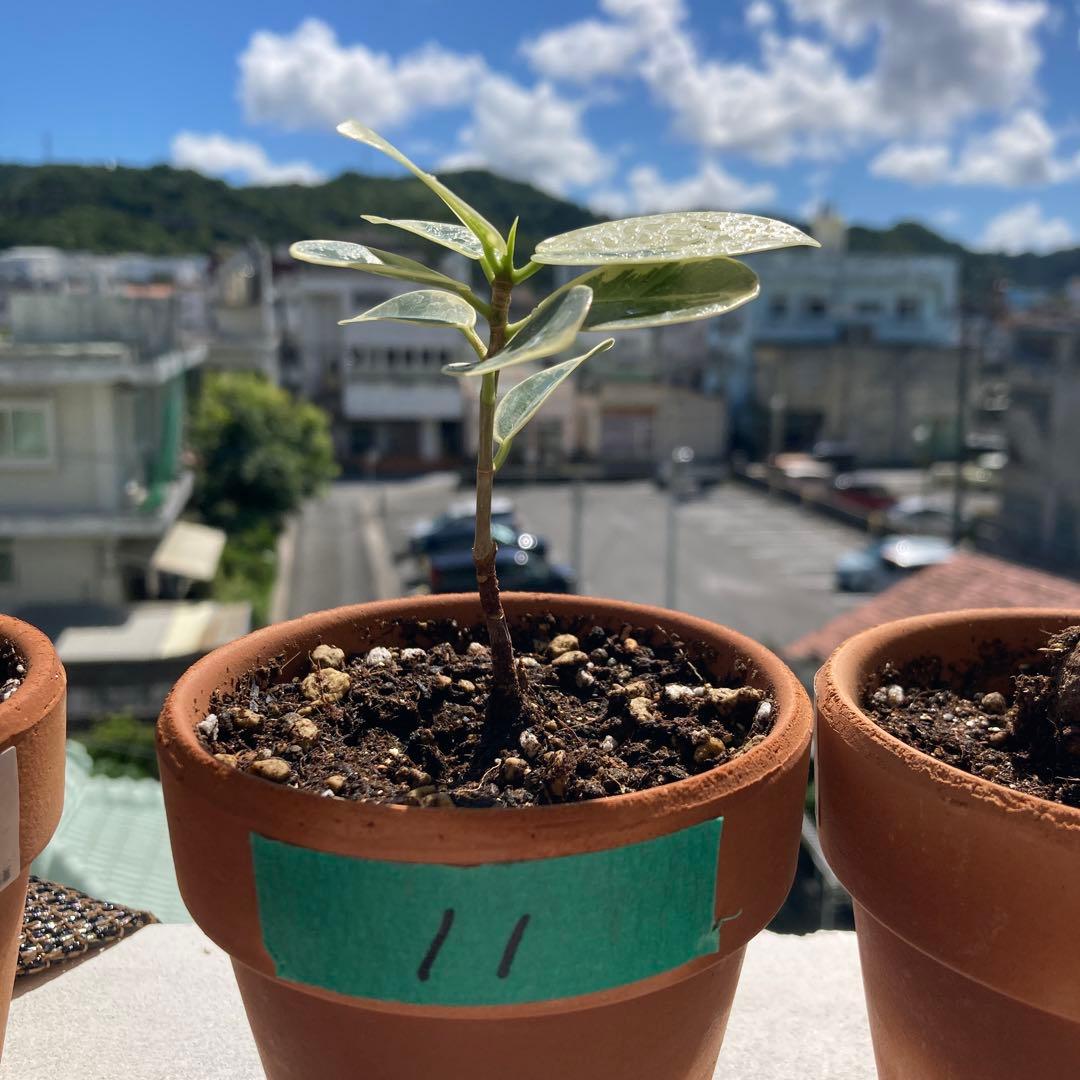 メ*ル様 【11】2年目実生株に接木をした「斑入りパンダガジュマル」