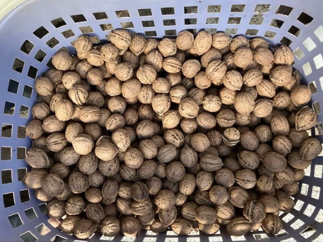 限定値下げ　V 令和7年産　新物　オニクルミ（鬼胡桃・鬼クルミ）約10kg