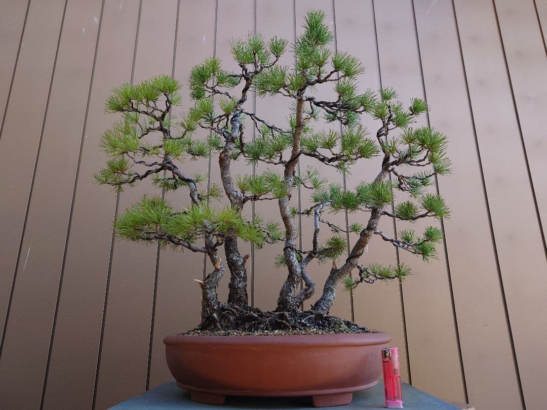 盆栽　五葉松　樹高60cm