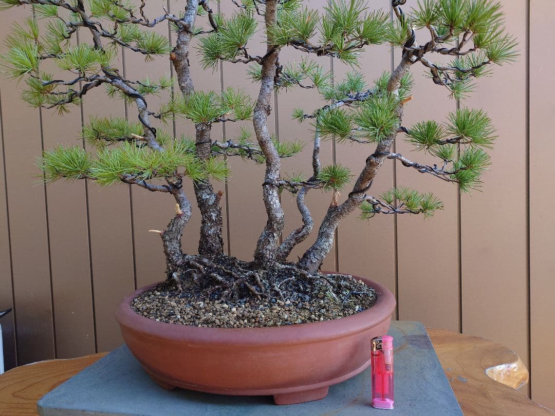 盆栽　五葉松　樹高60cm