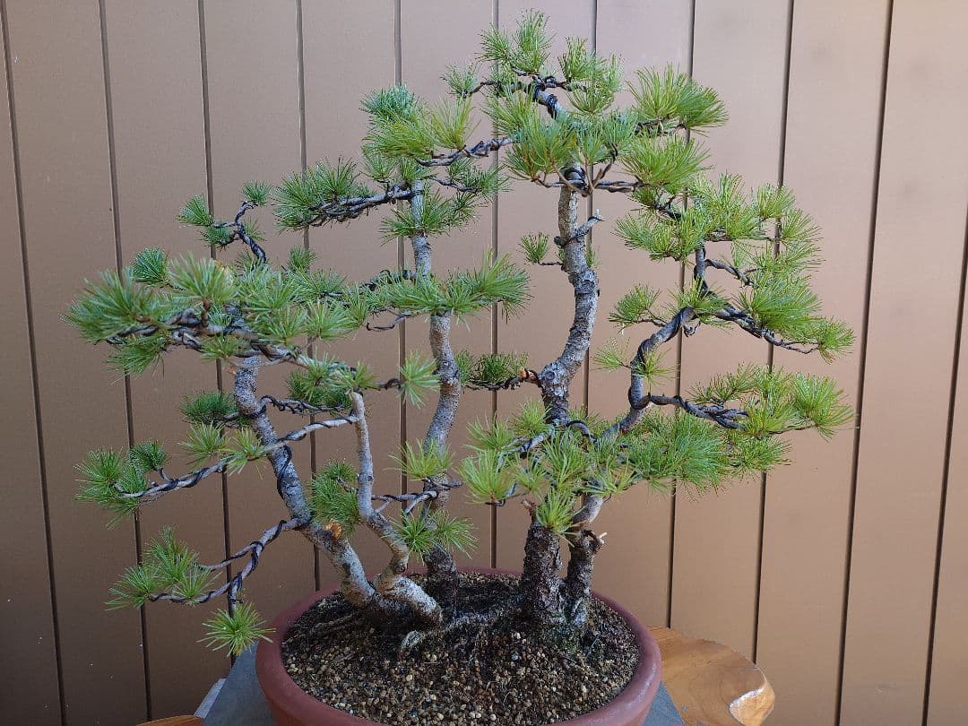 盆栽　五葉松　樹高60cm