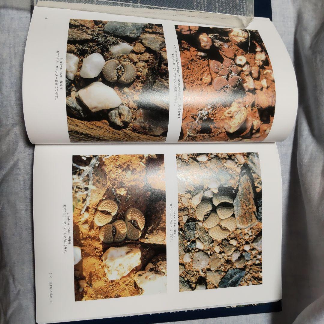 THE GENUS LITHOPS 生ける宝石リトープス