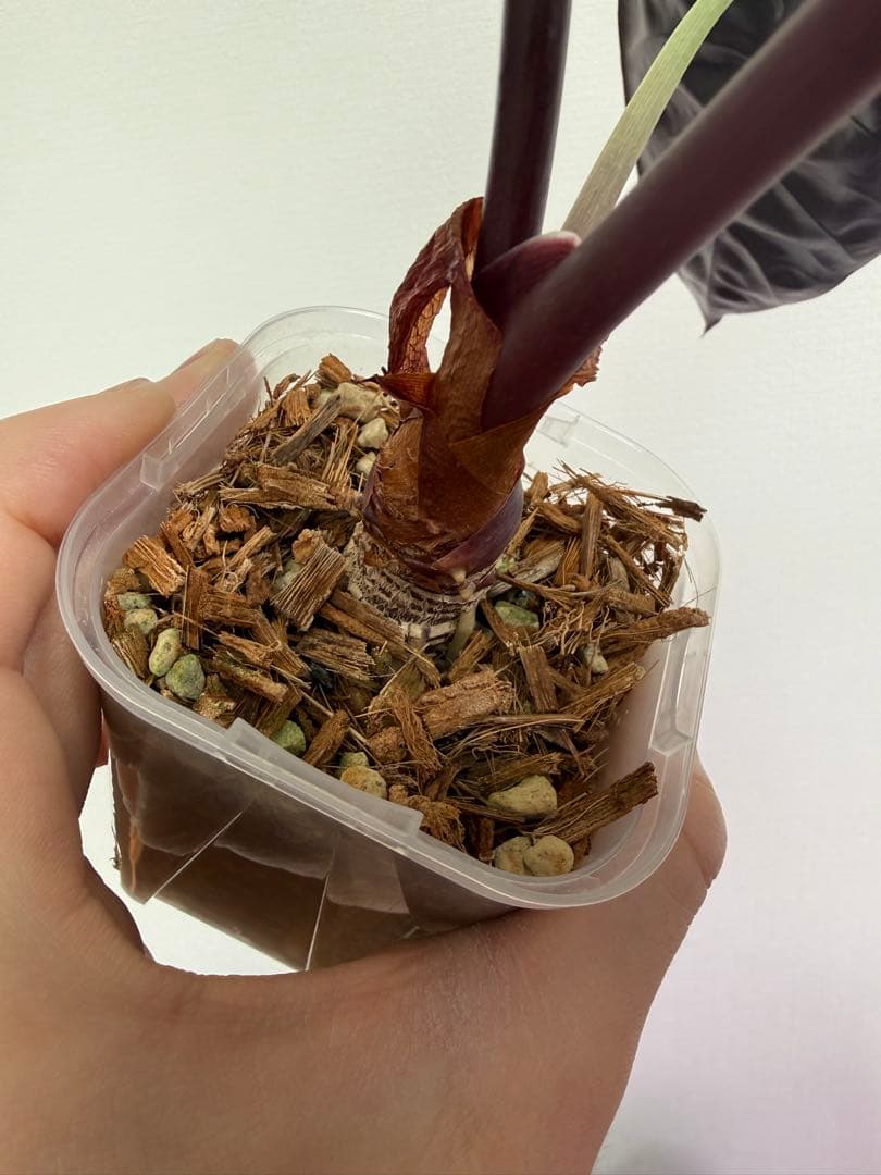 アロカシア5種+リーガルシールズオーレア斑入り小芋１つ