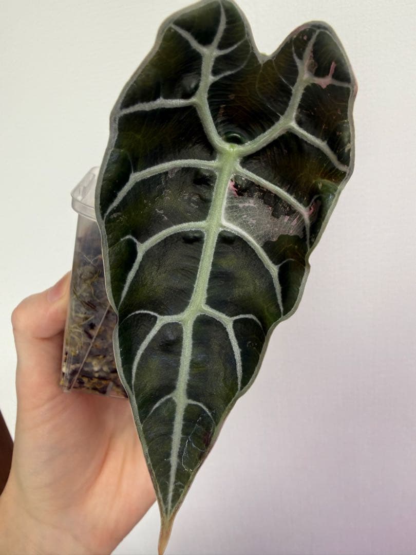 アロカシア5種+リーガルシールズオーレア斑入り小芋１つ