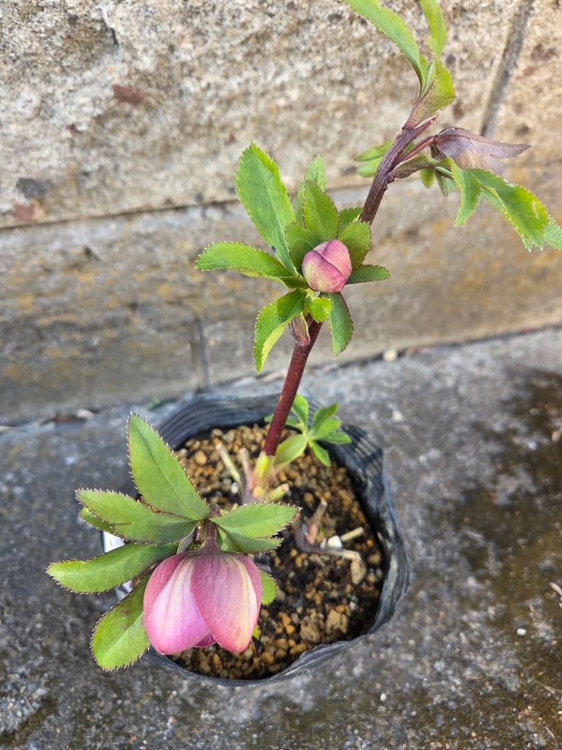 クリスマスローズ　アンティークモーリー