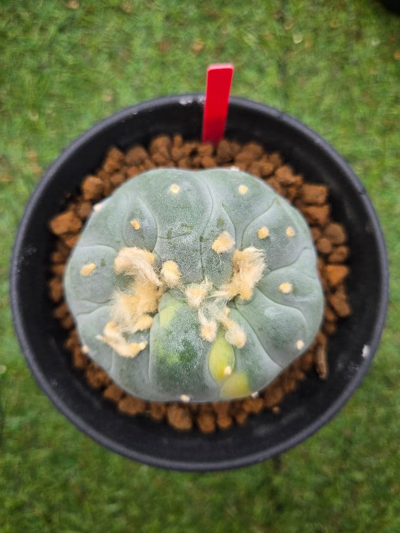 ロホホラ 銀冠玉錦綴化種子 - 実生