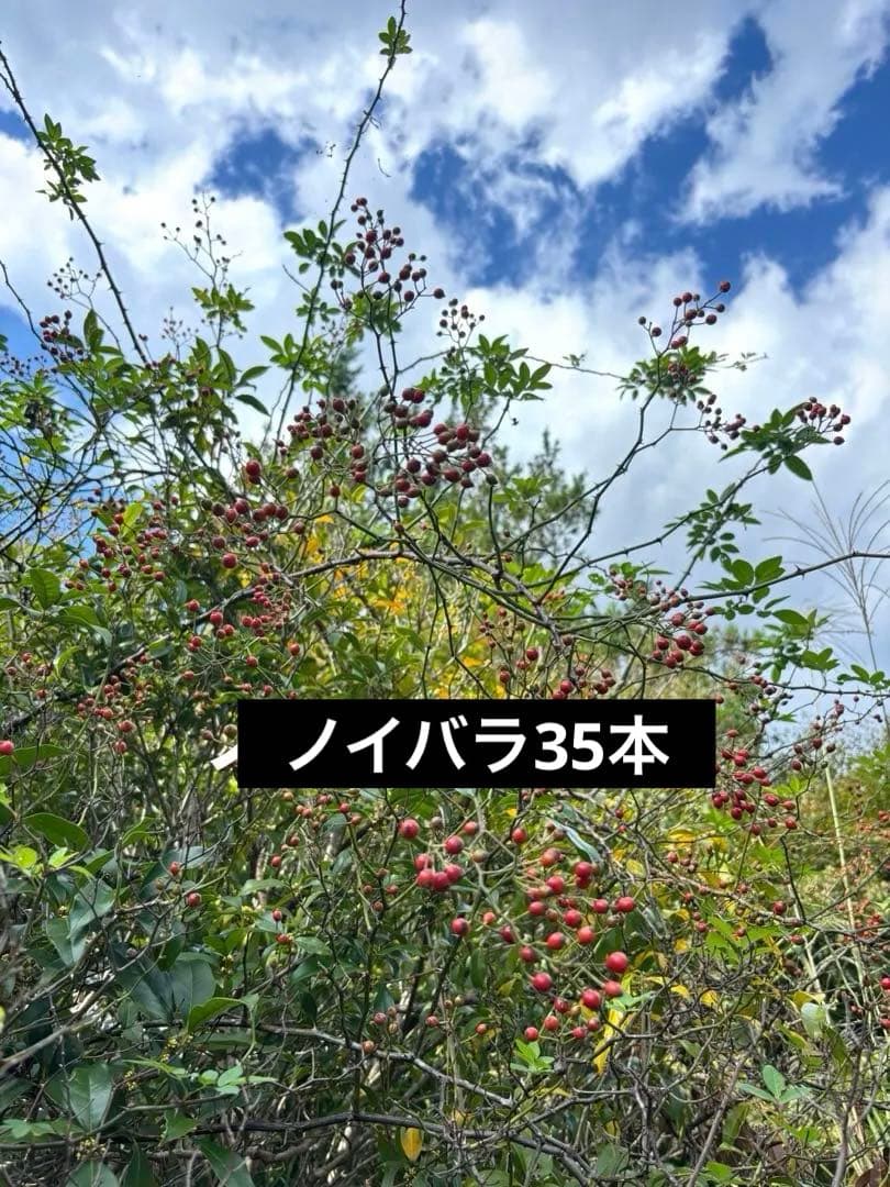 ノイバラ