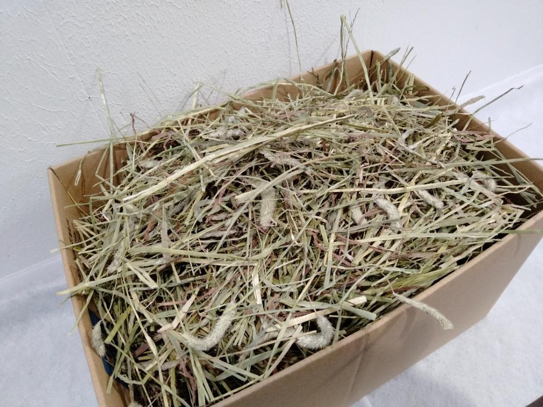 【1/14まで】 カナダ産 チモシー 50kg スーパープレミアム １番刈り