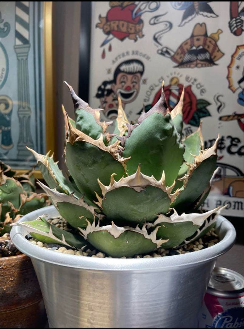 【極上高級株】アガベ チタノタ イラン産　シャーク 大型 アルミニウム鉢付