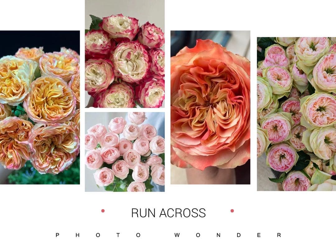 「Yami_rosé」 切り花品種バラ苗 5点