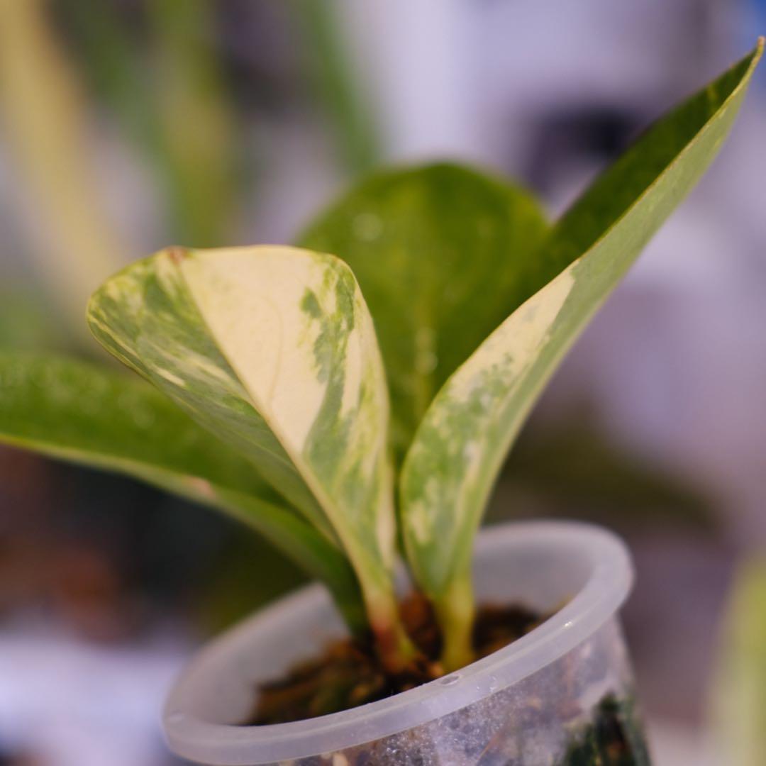 その他観葉植物 Anthurium Hookeri Sweeta Pink Polkadot