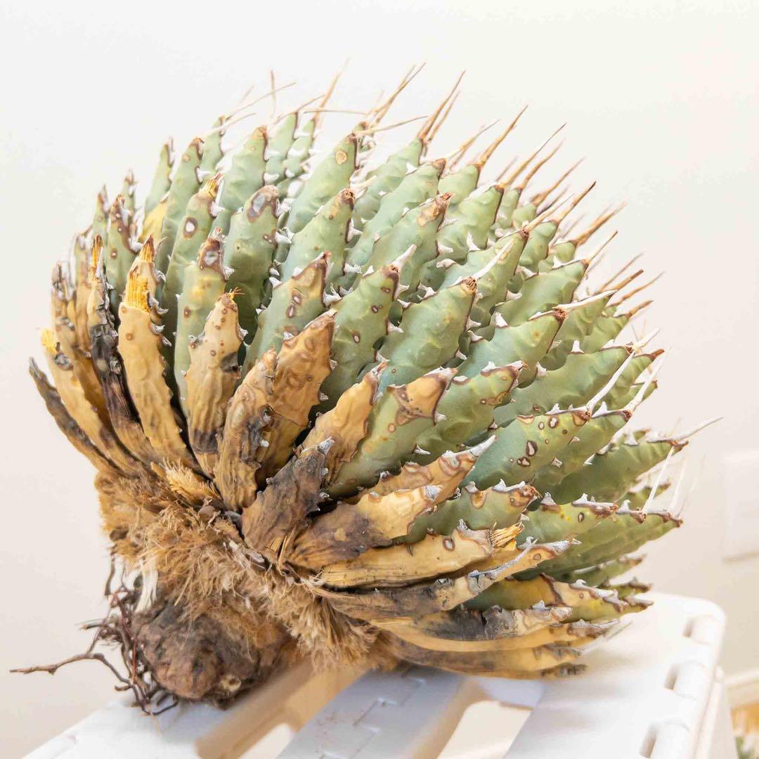 【目玉商品】 ユタエンシス エボリスピナ 現地株 ベアルート 陽炎 アガベ