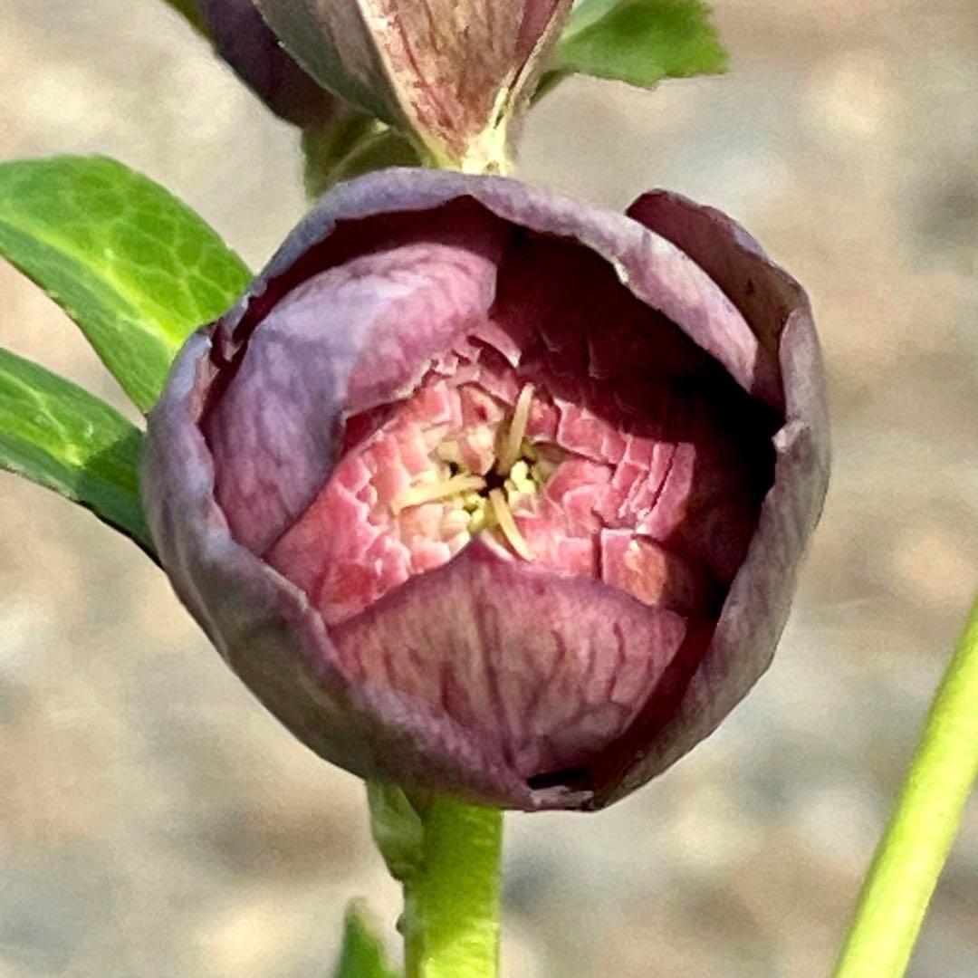 の*ん様 ☘️蕾付き☘️3305⭐️小輪⭐️超多弁⭐️アンティークカラー⭐️広瀬