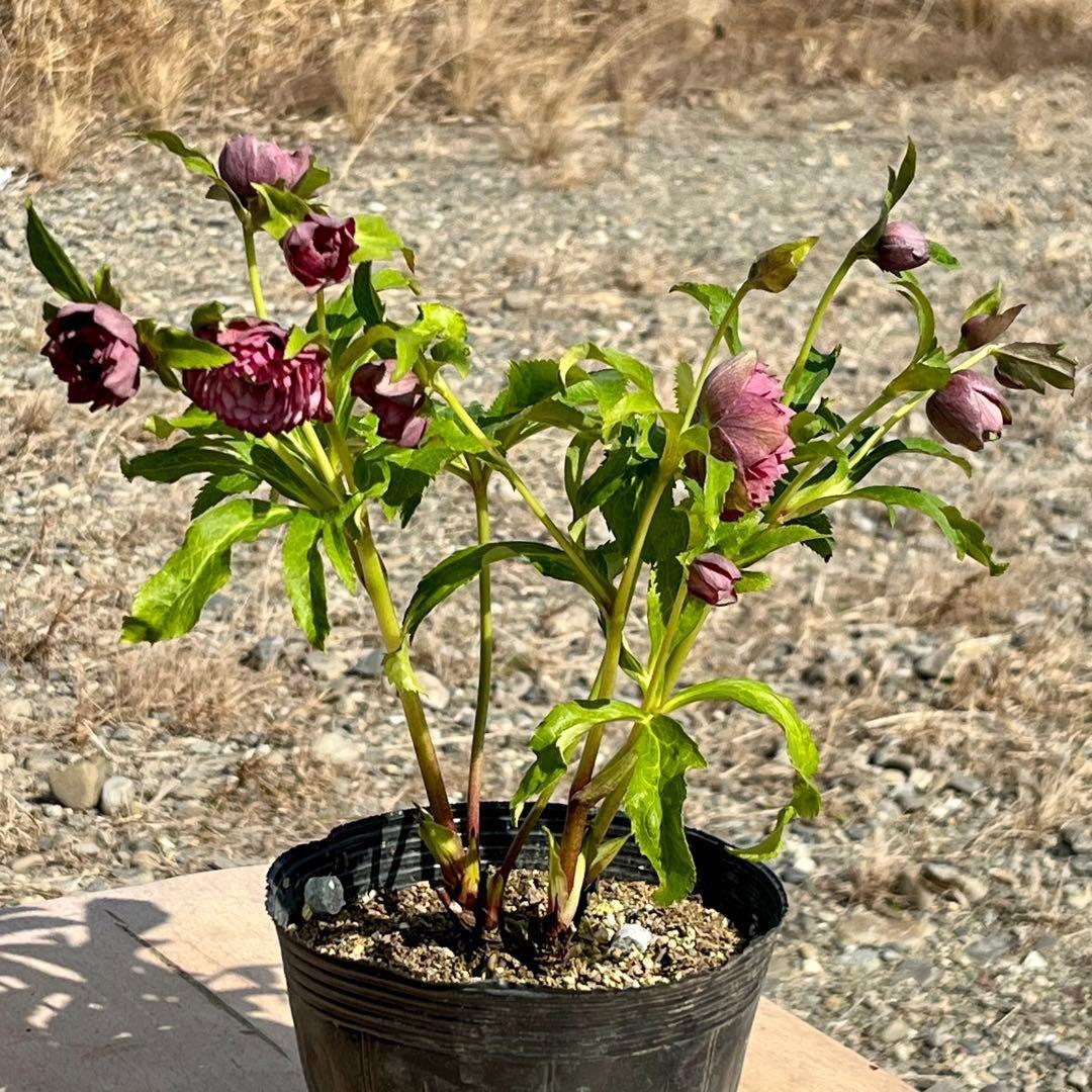 の*ん様 ☘️蕾付き☘️3305⭐️小輪⭐️超多弁⭐️アンティークカラー⭐️広瀬