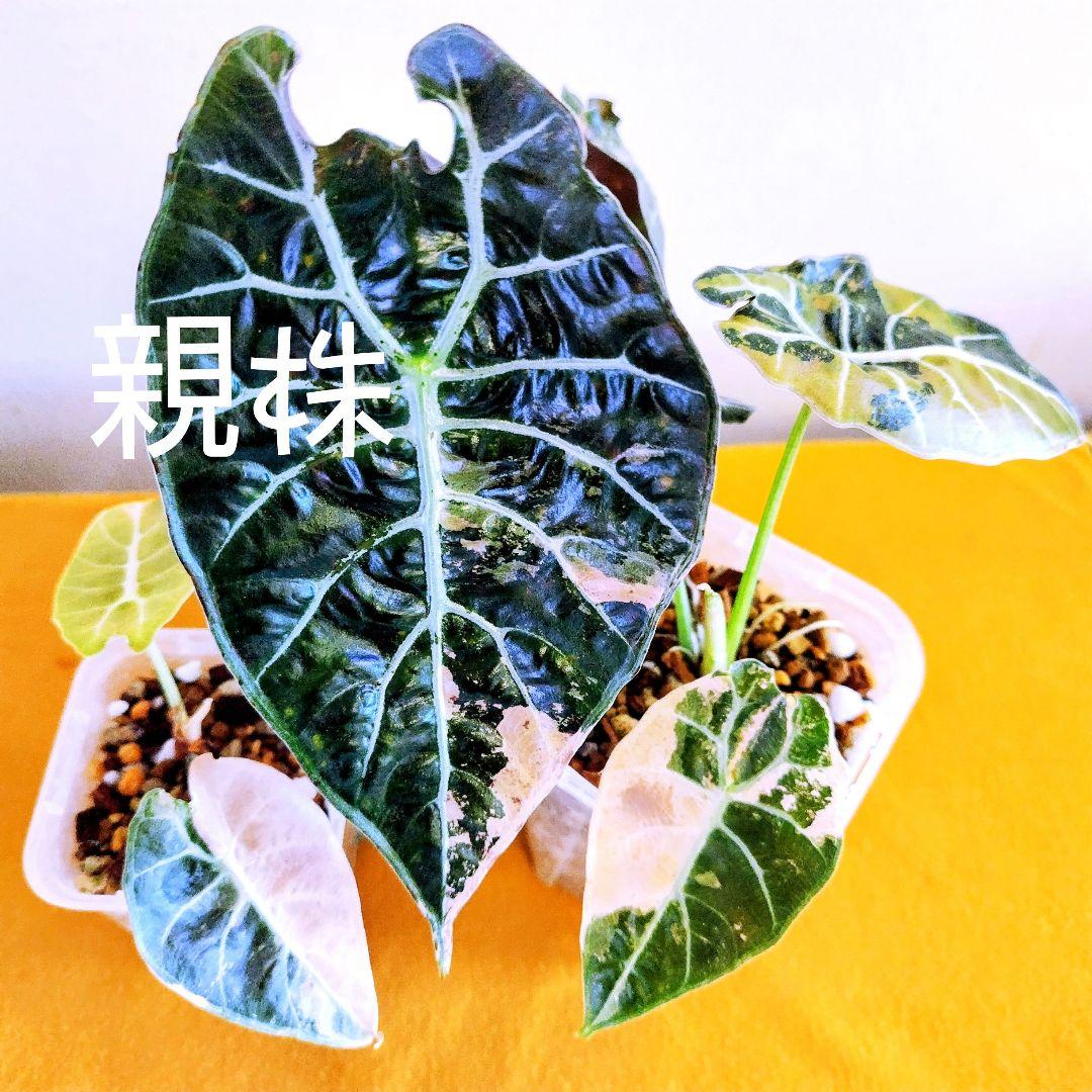 【希少】アロカシア ワトソニアナ 斑入り ピンク オーレア 実生 激レア a