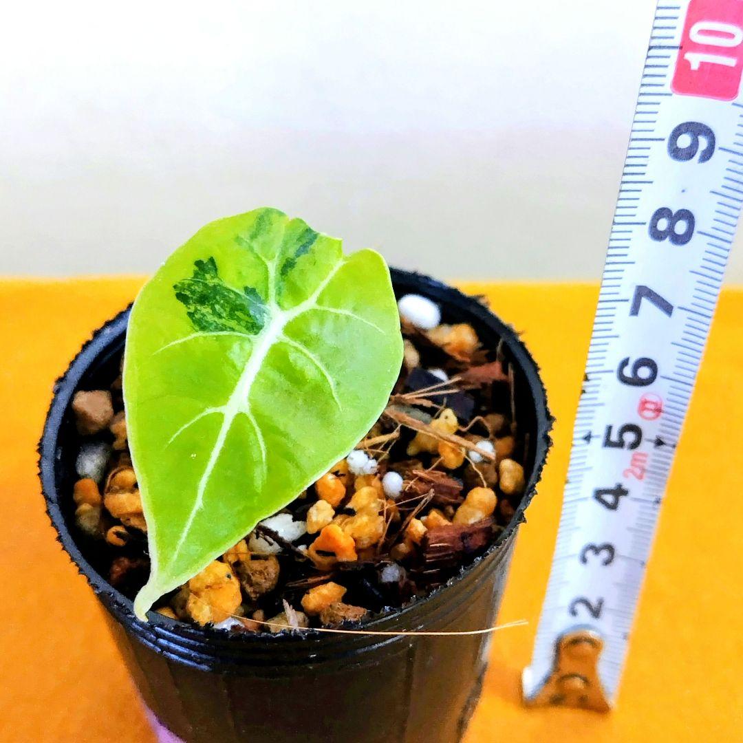 【希少】アロカシア ワトソニアナ 斑入り ピンク オーレア 実生 激レア a