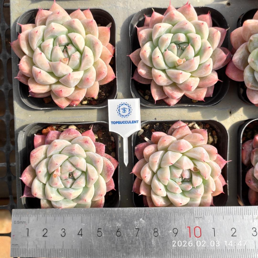 Top【選抜株】多肉植物　24468チワワエンシス錦 24個　鉢無し/脱土