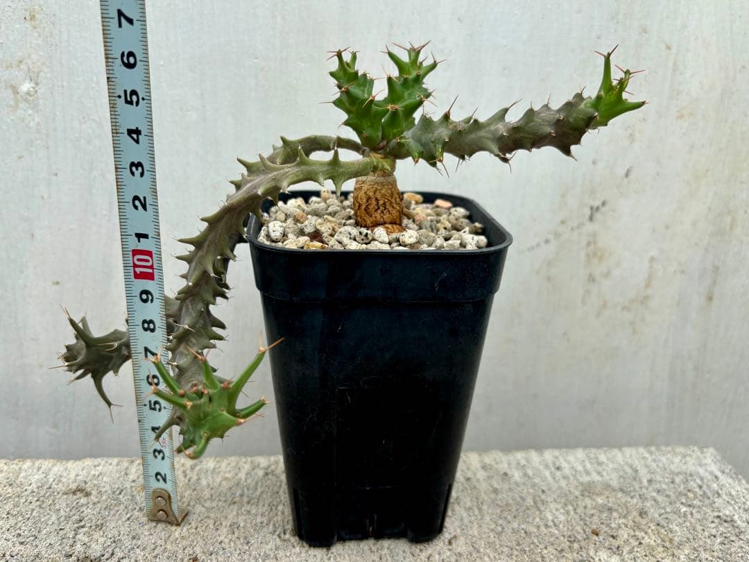 歓喜天＋グロエネワルディ　実生