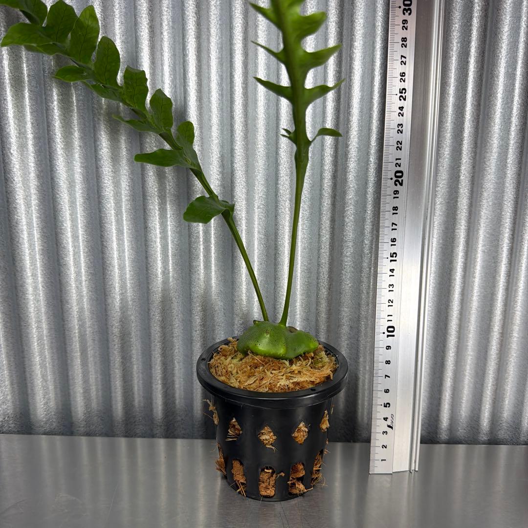 その他観葉植物 Lecanopteris KP9