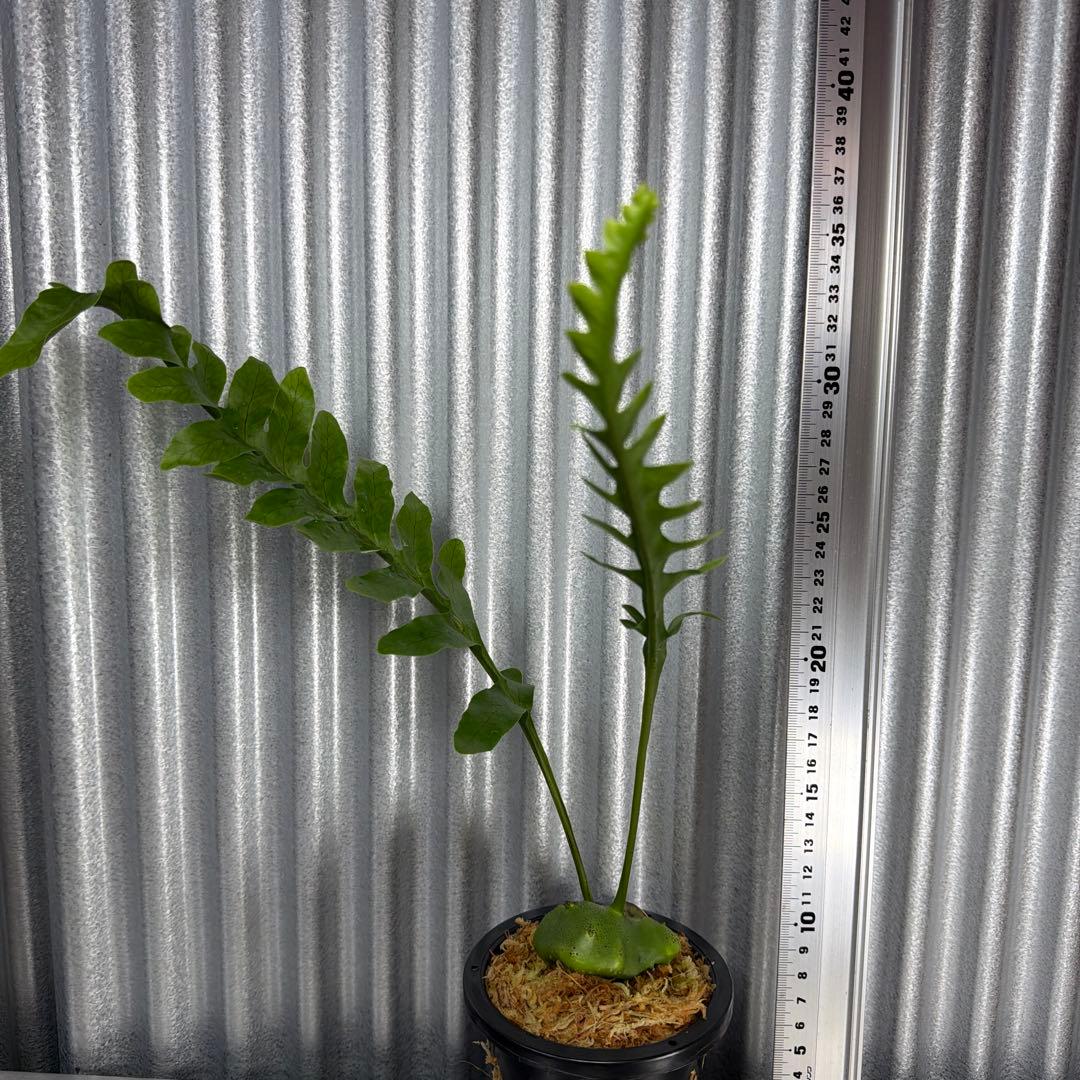 その他観葉植物 Lecanopteris KP9
