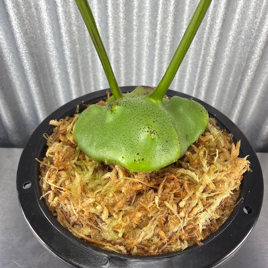 その他観葉植物 Lecanopteris KP9