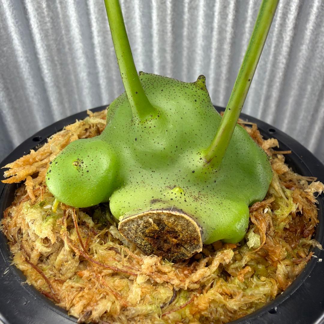 その他観葉植物 Lecanopteris KP9