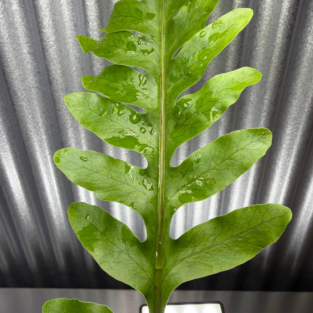 その他観葉植物 Lecanopteris KP9