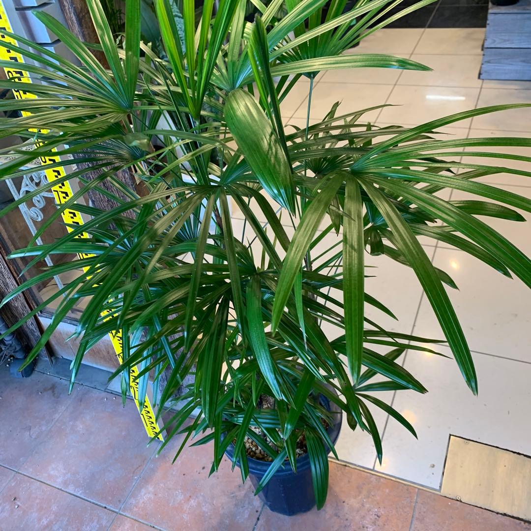 シュロチク 棕櫚竹 8号 7