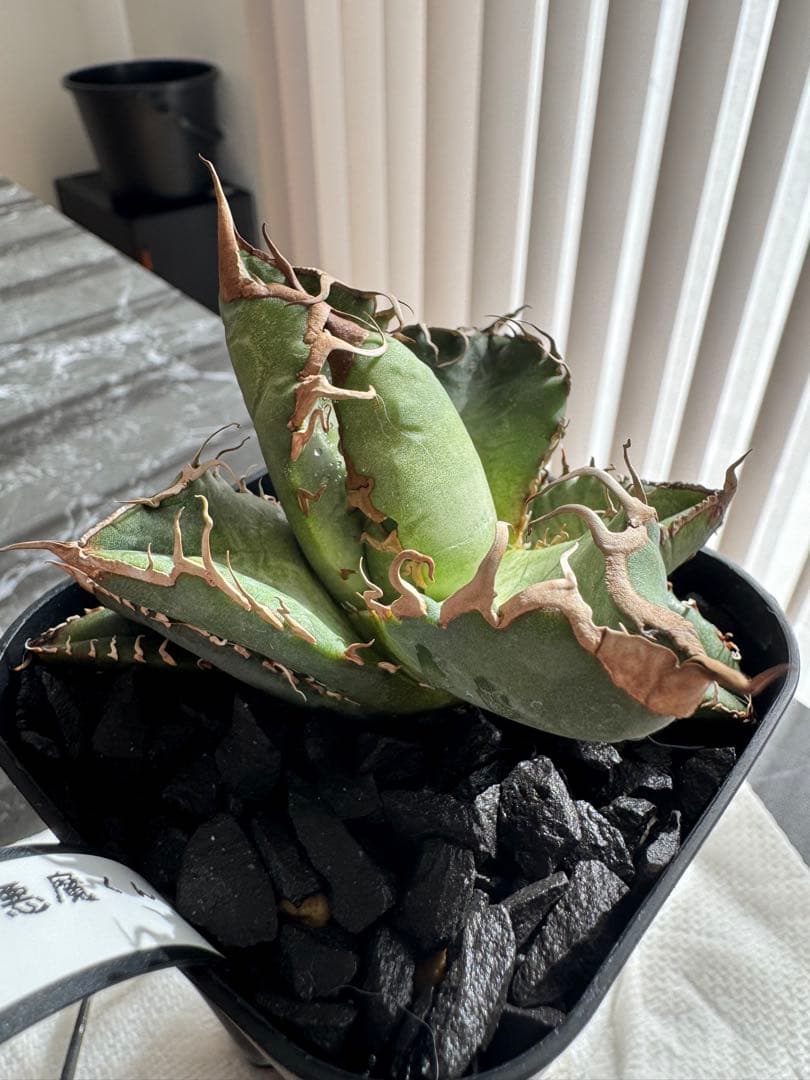 【期待株】アガベ　スーパーチタノタ　悪魔くん　BAKEMONO 子株