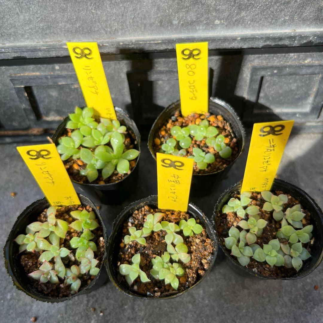 カ*ト様 2025実生苗セットx 4センチポット