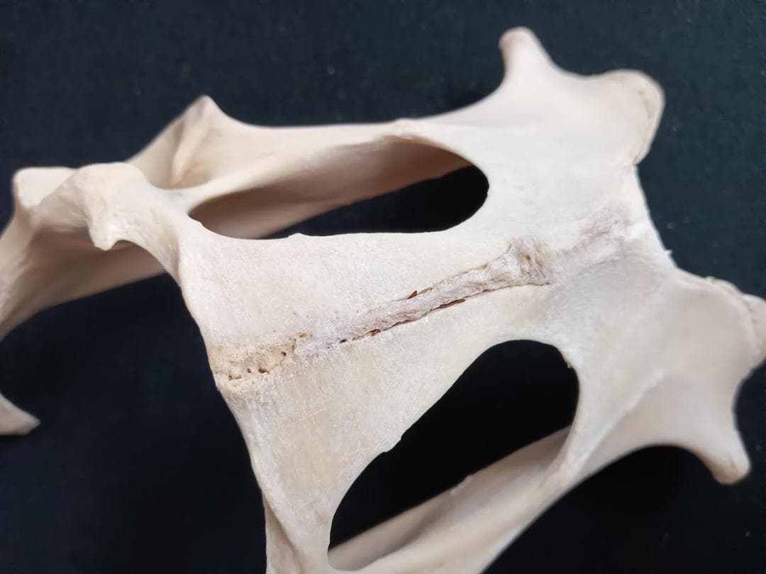 お買い得　DIY組み立て用　種名ニホンジカ　♀　３６Kg　頭骨～尾椎