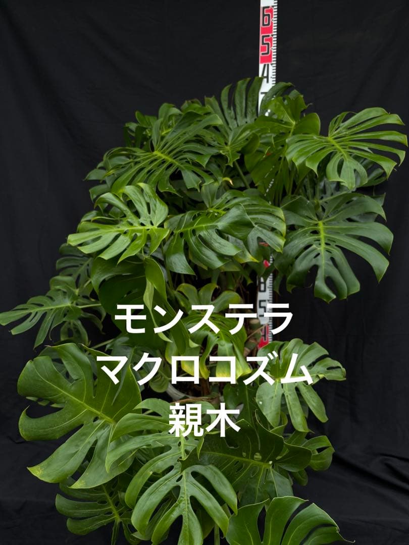 モンステラ　デリシオーサ　マクロコズム ( Macrocosm ) 特大
