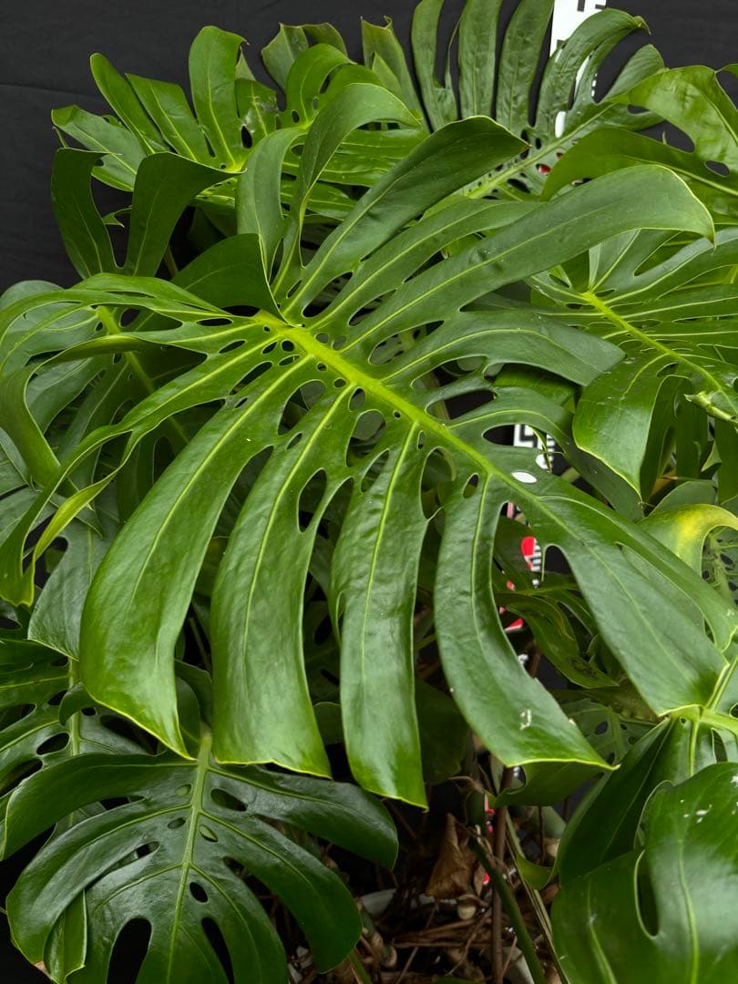 モンステラ　デリシオーサ　マクロコズム ( Macrocosm ) 特大