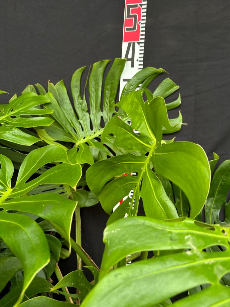 モンステラ　デリシオーサ　マクロコズム ( Macrocosm ) 特大