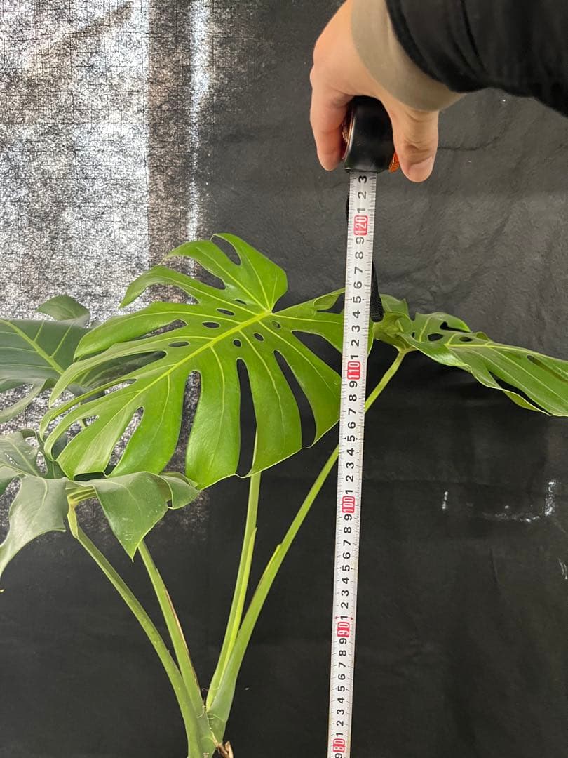 幹上がり　幹立ち　モンステラ　デリシオーサ　オシャレ　インテリア　観葉植物