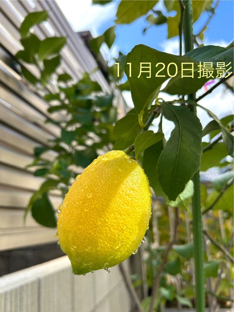 ◾️レモンの木☆ 実のなる木