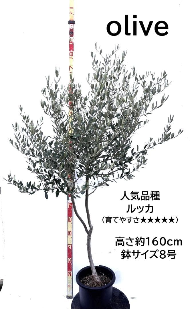 オリーブの木　ルッカ　8号　約160cm　K-276　人気品種　現品掲載