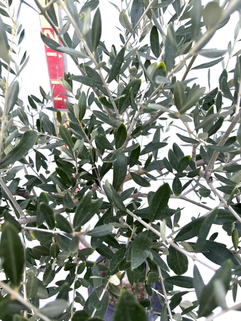 オリーブの木　ルッカ　8号　約160cm　K-276　人気品種　現品掲載