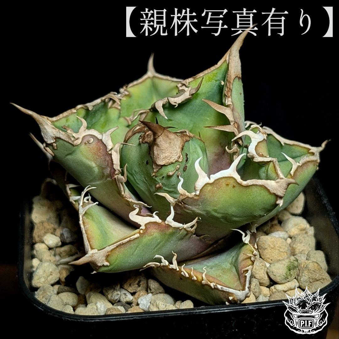 【コレクション主役級】台湾産　ブツブツ株　surf.is.high チタノタ