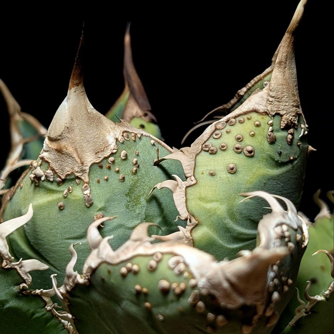 【コレクション主役級】台湾産　ブツブツ株　surf.is.high チタノタ