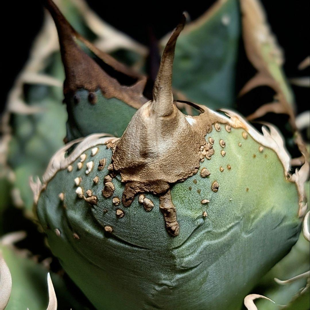 【コレクション主役級】台湾産　ブツブツ株　surf.is.high チタノタ