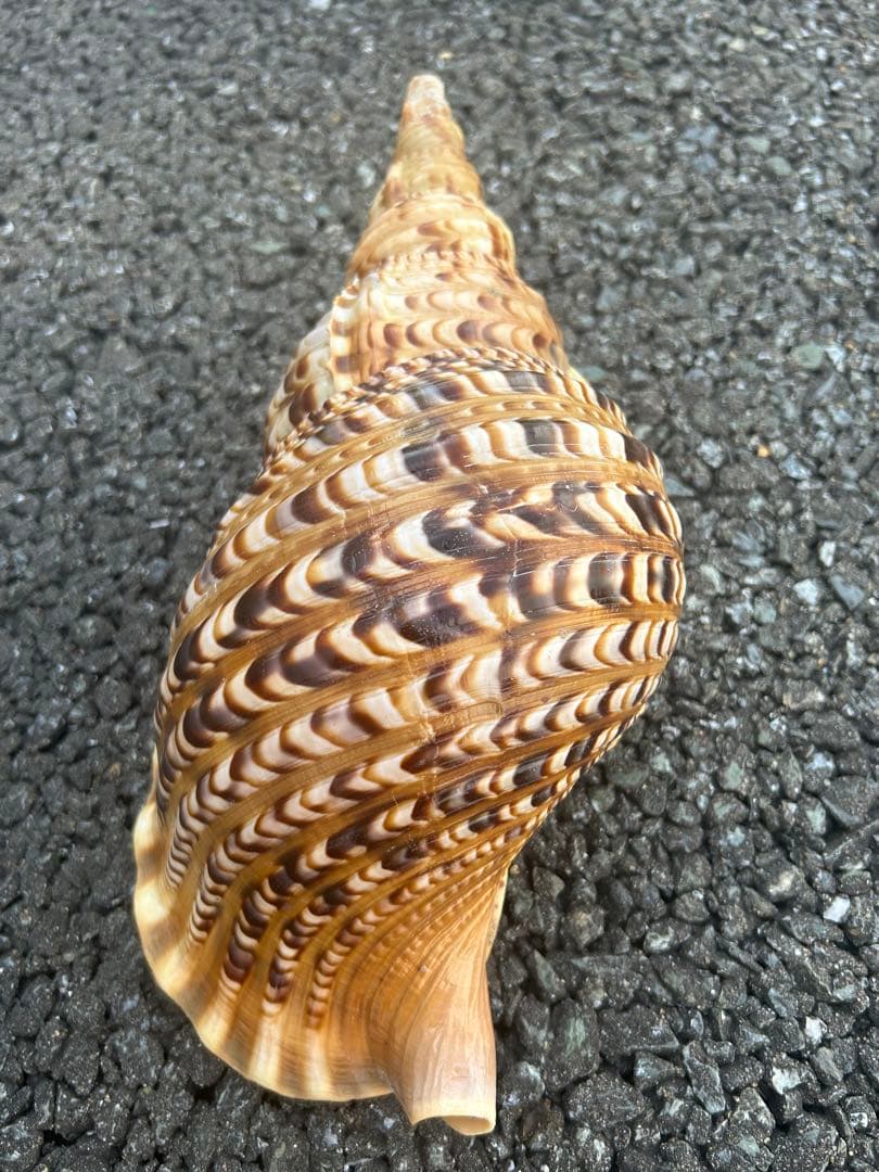 法螺貝　34.5cm 蓋付 (32cm 直線) 綺麗 801g