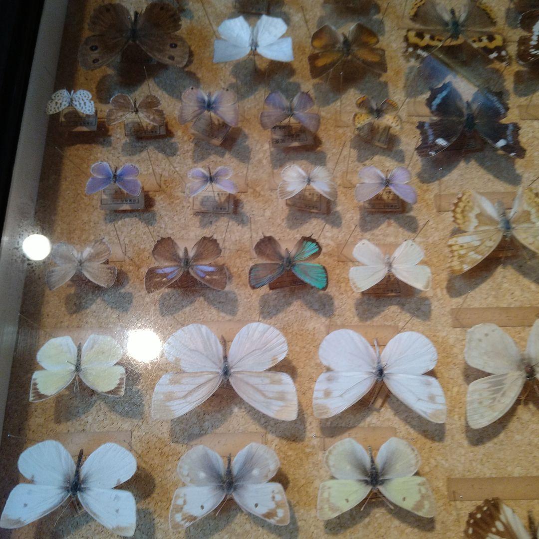 蝶の標本 木製箱(ガラス)52✕42✕6cm