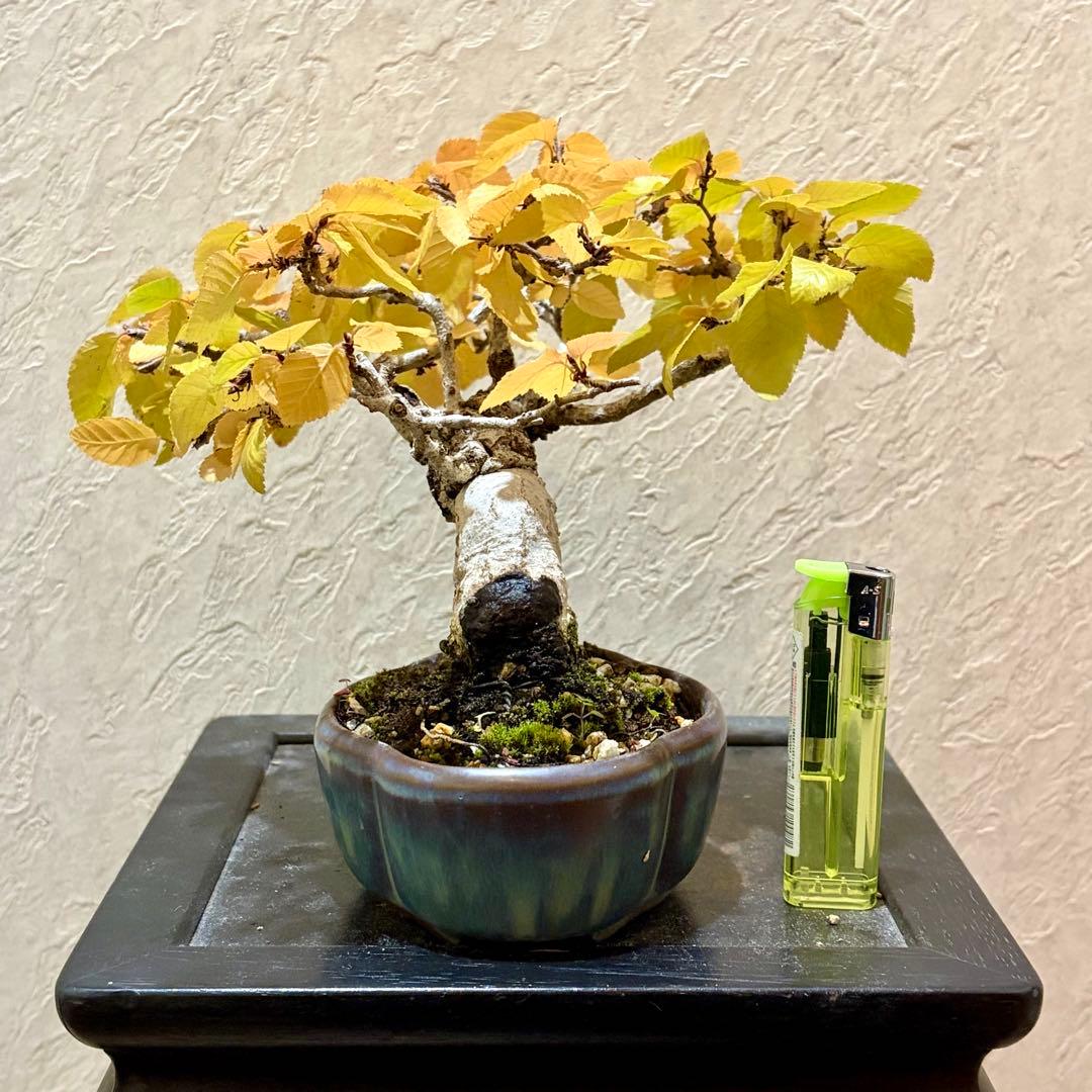 樹高13.5㎝　イワシデ　ソロ　小品盆栽　BONSAI 真柏　黒松　五葉松　紅葉