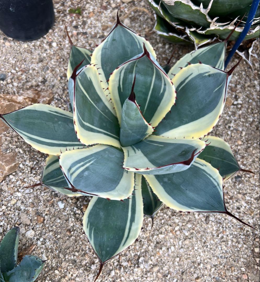 アガベ　パリー トランカータ　オリザバ