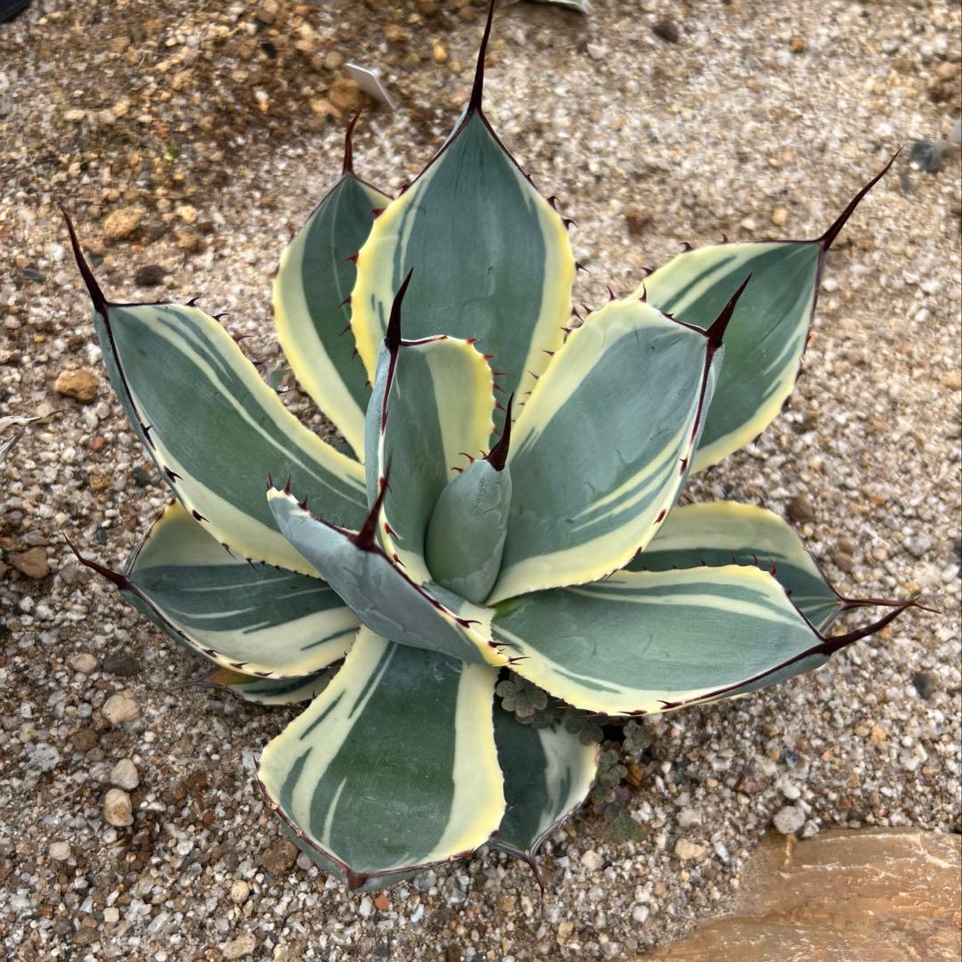 アガベ　パリー トランカータ　オリザバ