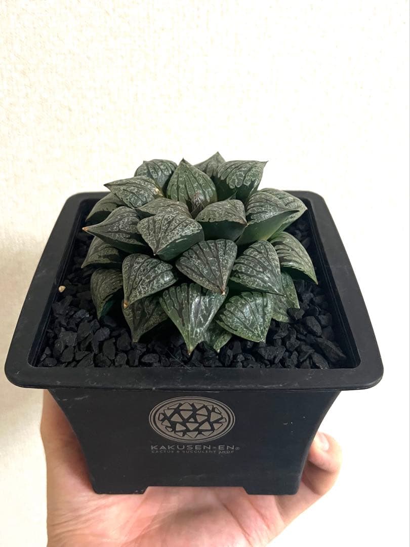 鶴仙園ネームド　ハオルチア Charme シャルム　親株　多肉植物　観葉植物