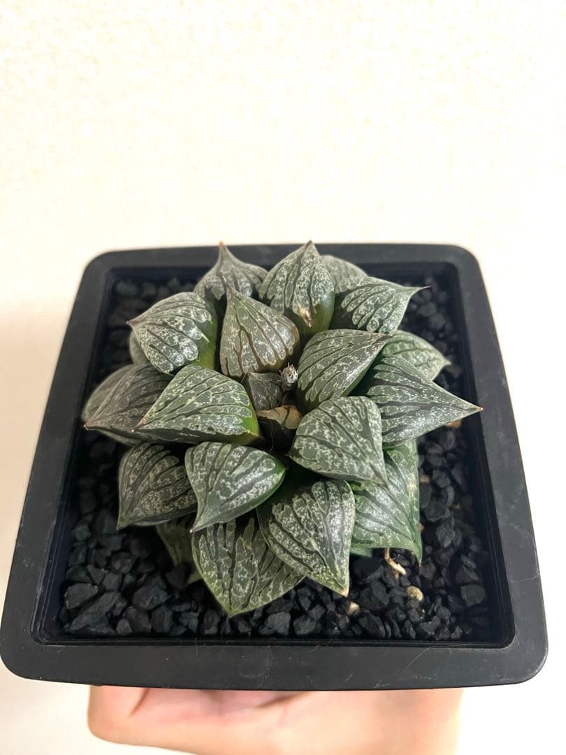 鶴仙園ネームド　ハオルチア Charme シャルム　親株　多肉植物　観葉植物