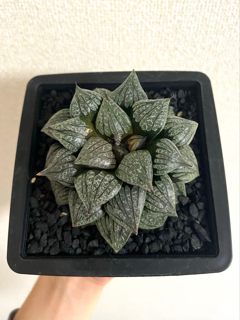 鶴仙園ネームド　ハオルチア Charme シャルム　親株　多肉植物　観葉植物