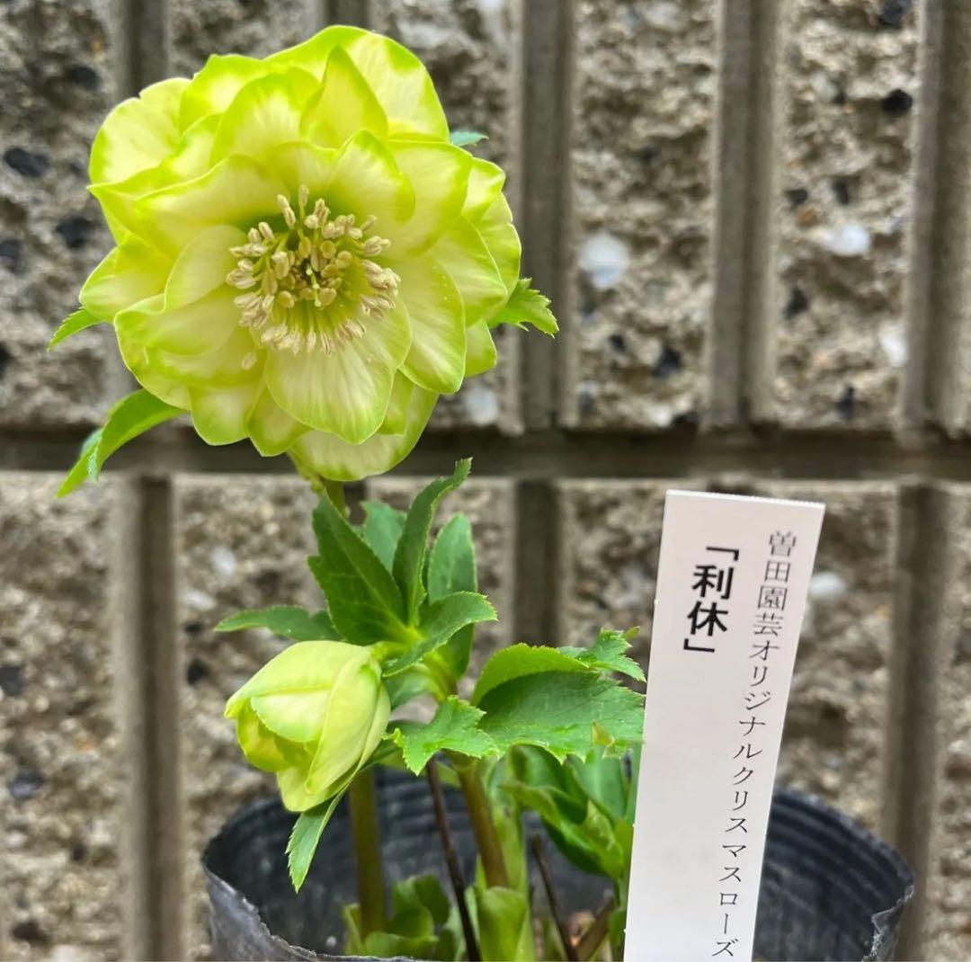 クリスマスローズ 利休